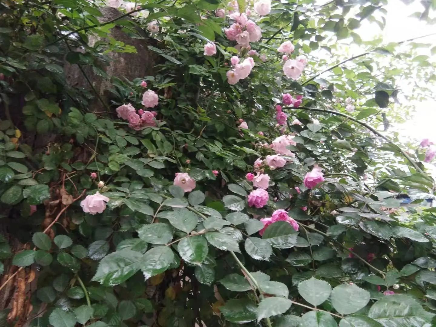心中無塵，歲月生香